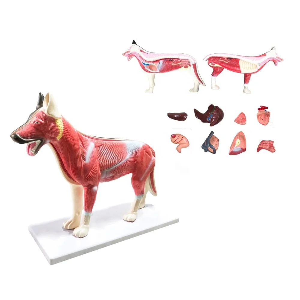 Life Size Dog Torso And Trunk Anatomy Model Buy Dog Anatomical Model