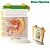 Advanced Medical Supplies Human Teaching Male Anatomy Flip Chart