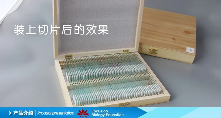 Most popular 100pieces Slide Storage wooden microscope slides box