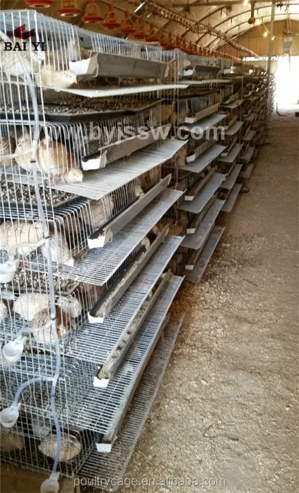 Quail Cage In Kerala And In India For Egg Production Buy Quail Cage