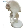 Hot selling Hip joint model Medical Life Size Plastic Hip bone Skeleton model
