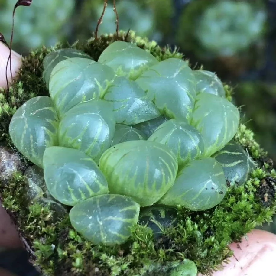 
Wholesale Succulent Plants Haworthia obtusa f. truncata with LOW PRICE 