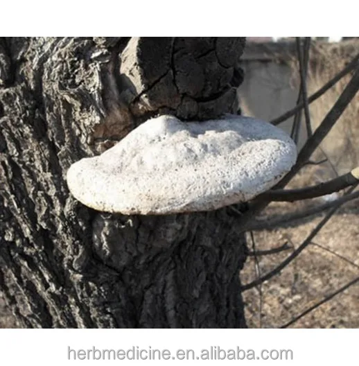 
Wild organic mushroom Trametes suaveloens (L.) Fr. whole part for food and herb 