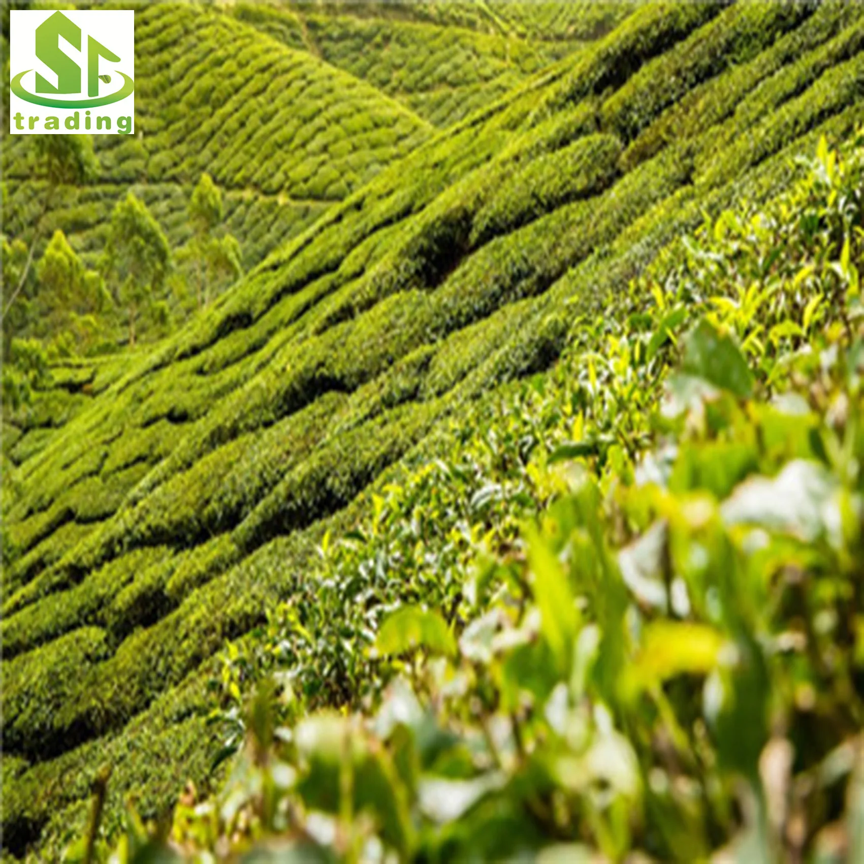 
EU Standard Loose Leaf tea Yunnan black tea , Organic Slimming black Tea 