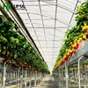 FM High Quality Hydroponics System Plastic-film Greenhouse