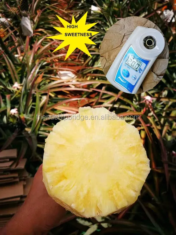 Md2 Pineapple Tissue Culture Seedlings For Sale Buy Md2 Pineapple Tissue Seedling,Md2
