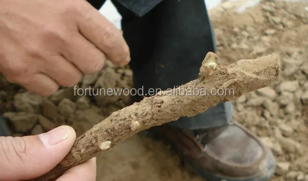 
Wood production paulownia shan tong seedling 