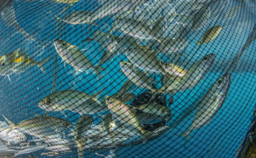 Automatic Fishing Net Making Machine with 24Hours Production Capacity 9KW Power and 1 Year Warranty