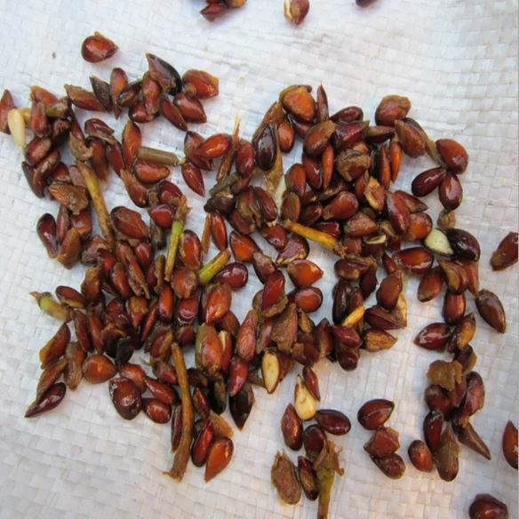 S604 Wholesale Cheap Price Wholesale Apple Fruit Seeds Buy Wholesale