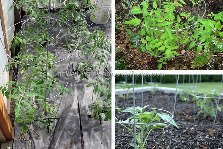 4 hoops and 3 takes Plant climbing trellis for tomato cage