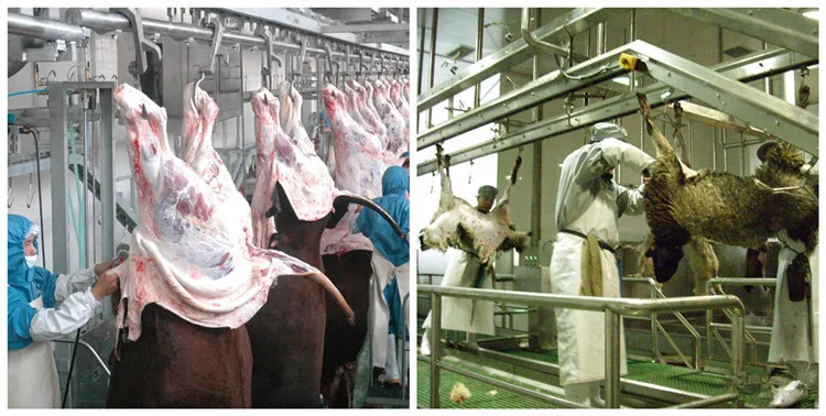 Kosher beef and mutton cutting machine butcher slaughterhouse