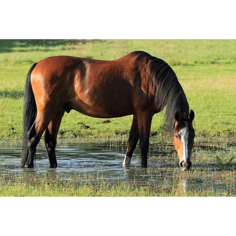 5d diy 钻石绘画马钻石刺绣十字绣豹方形圆形全钻马赛克套装礼品