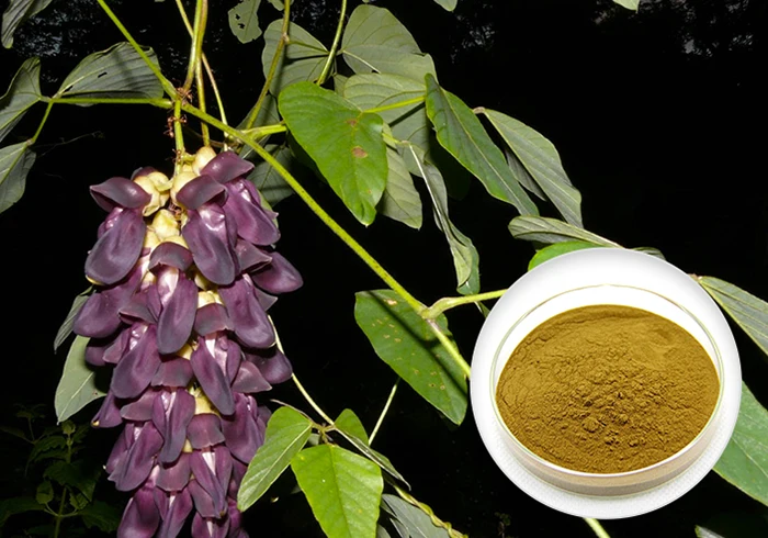 mucuna pruriens seeds prices