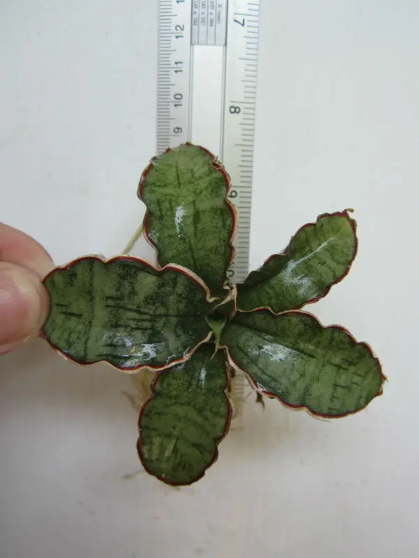 Sansewieria kirkii /'Silberblau/'