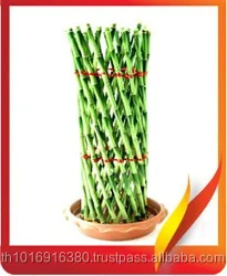 
LUCKY BAMBOO 