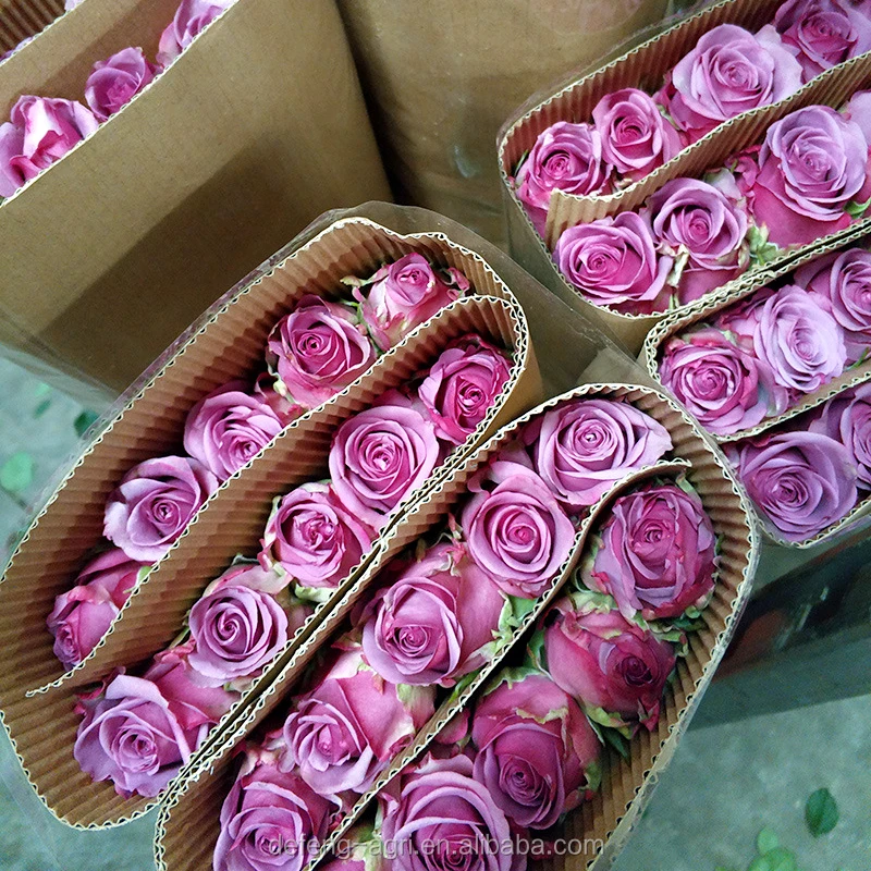 Bare Root Plants & Bare Root Roses In Fresh Cut Flowers For Sale Buy