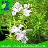2019 Latest Rosemary Seeds for cultivation