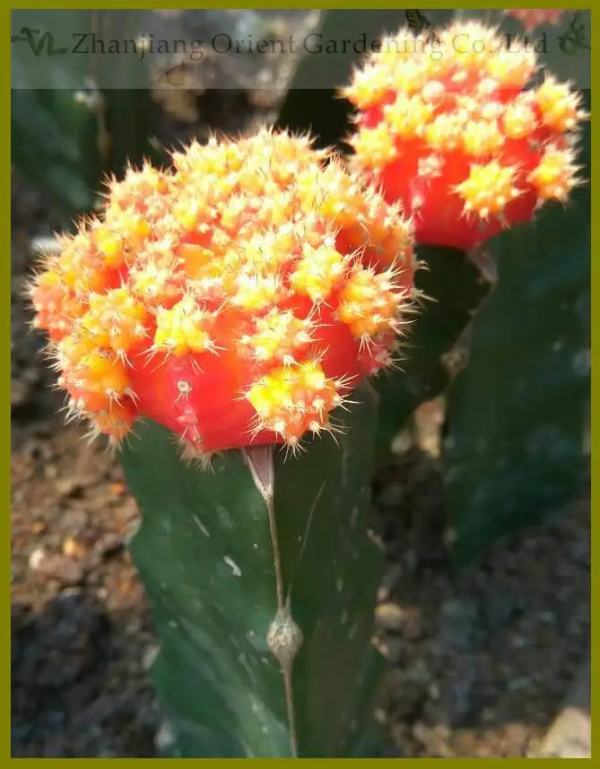 
Live plant Color Gymnocalycium mihanovichii grafted Cactus for sale 