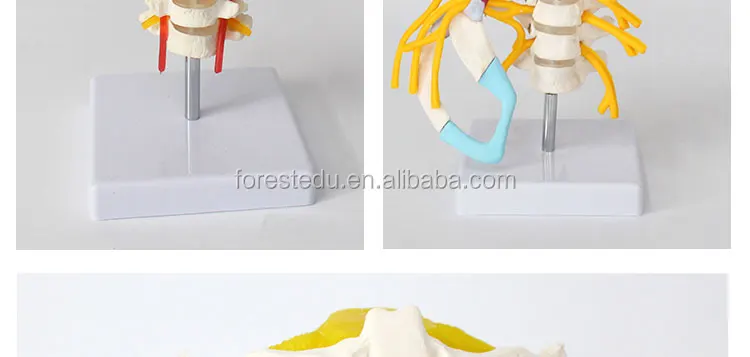 6 vertebral column.jpg