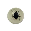 Acrylic Round Shape Block With Embedded Insects Factory