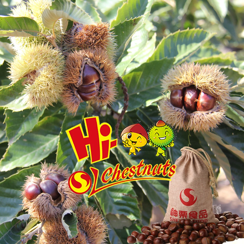 
Wholesale OEM Healthy Chinese Snacks Roasted Chestnuts 