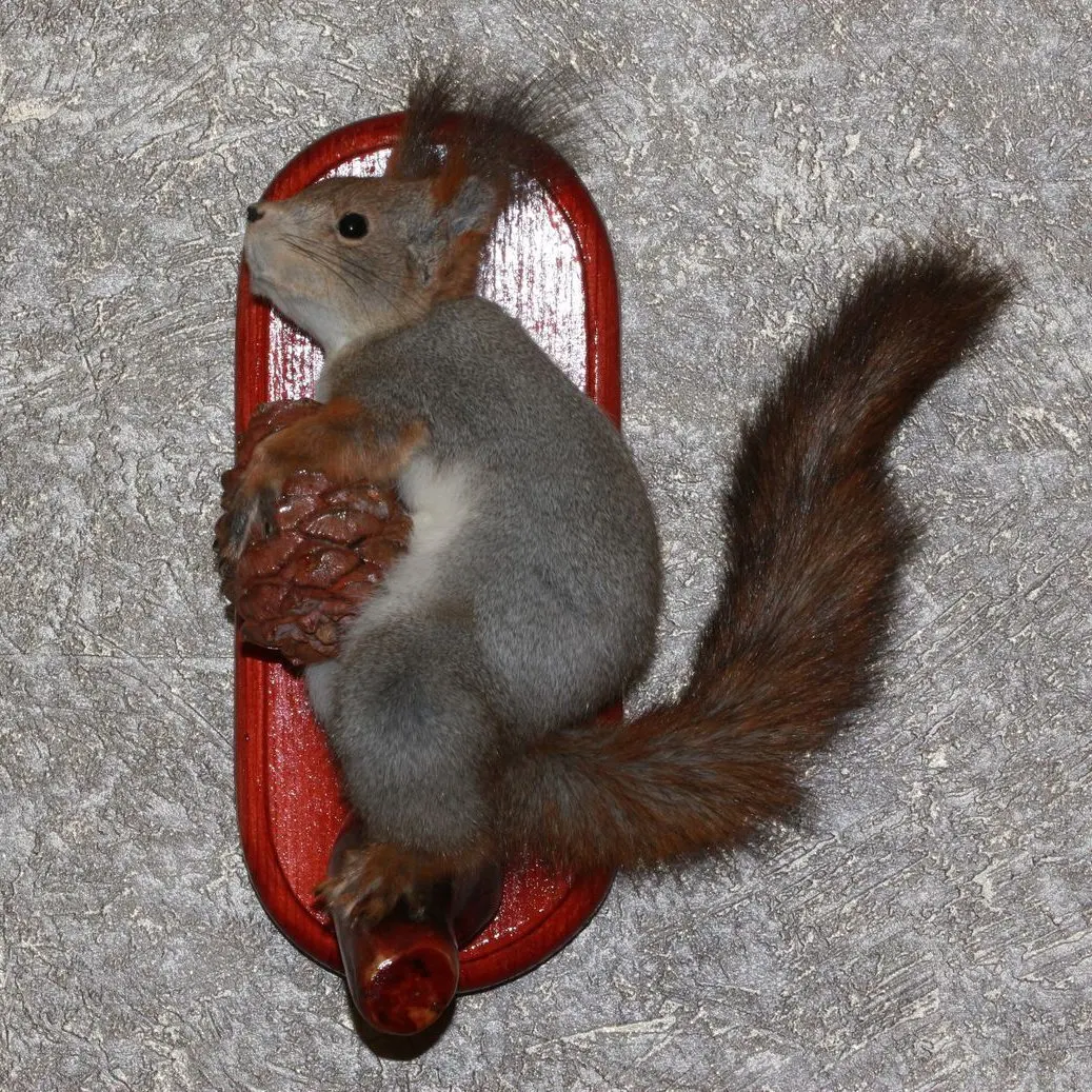 stuffed squirrel taxidermy for sale