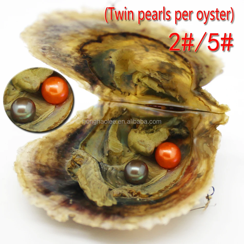 

Wholesale AAAA 6-7mm round Akoya twins pearl oyster pearl oysters, N/a