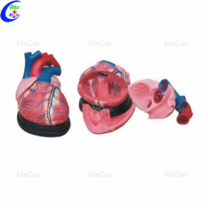 Jumbo Heart Model
