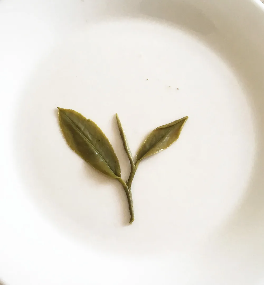 High mountain superfine green tea from tea factory - 4uTea | 4uTea.com