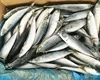 Ocean Fresh Seafood Frozen Pacific Mackerel Fish From China