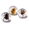 Acrylic insect kids toys / clear acrylic ball
