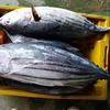 high quality seafood frozen skipjack tuna fish