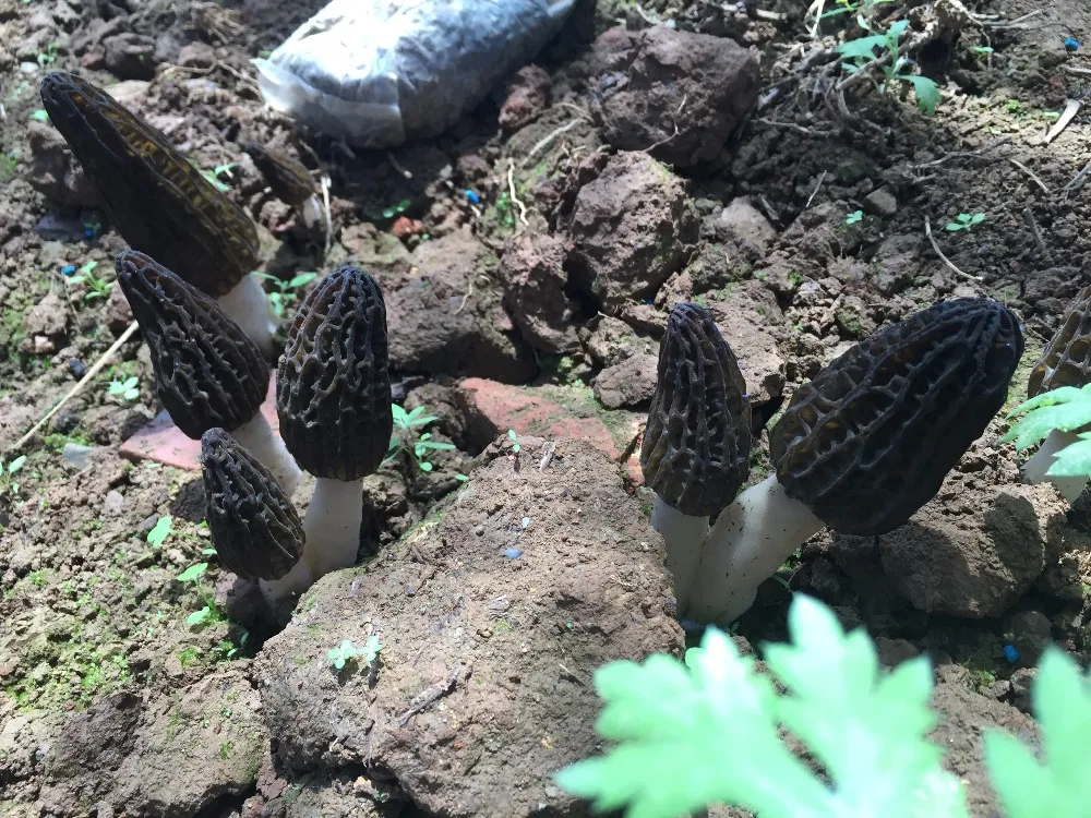 
Detan Wild Morehella/Names of Mushrooms 