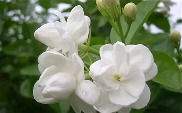 优质香型茉莉花绿茶价格每公斤 