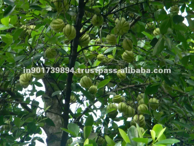 Get Ekstrak Buah Gamboge Buy Gamboge Ekstrak Buah Buah Naga Ekstrak Free HD Wallpaper Ekstrak Buah Gamboge Buy Gamboge Ekstrak Buah Buah Naga Ekstrak For Android Free