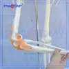 Safe quality PNT-0107 canine skeleton model