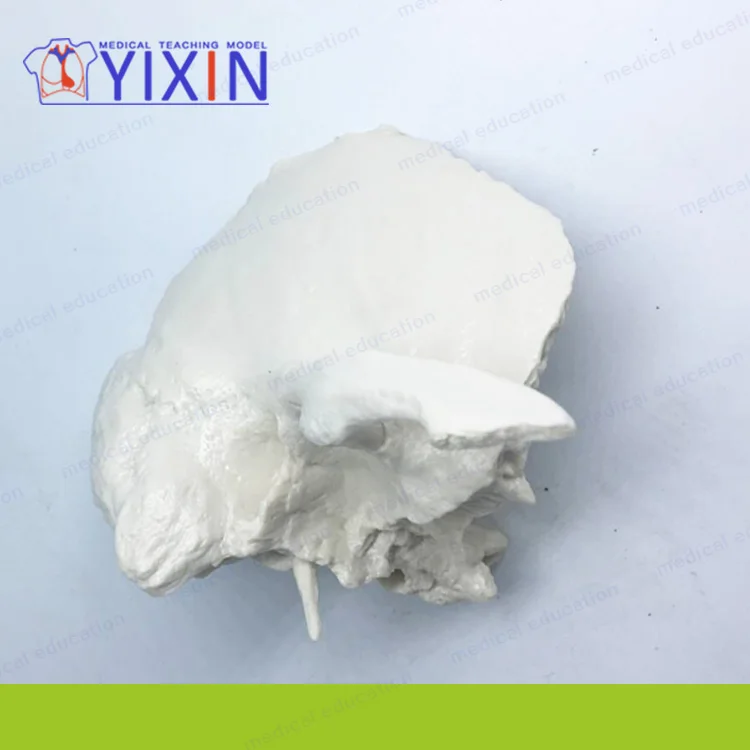 
Advanced Human Temporal Bone Anatomical Magnification Model, Medical Science and Education Model, Human Temporal Bone Magnificat 