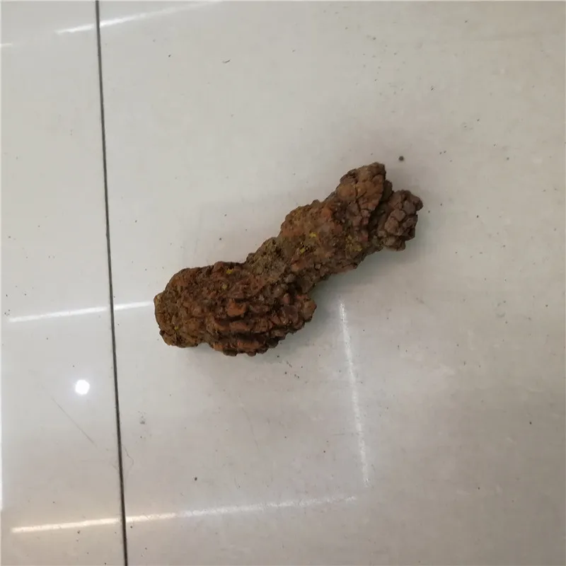 dinosaur feces for sale