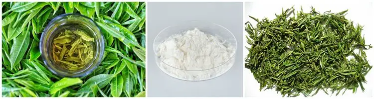 EU Organic China Product Green Tea Extract EGCG 98%.jpg