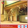 Special design show case dinosaur skeleton replicas