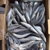 2018 Cheap higher quality fresh seafood sardine for baits