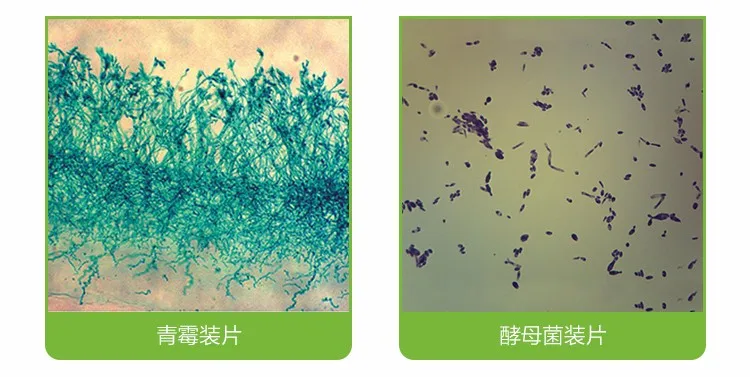 009 microscope slides specimen.jpg