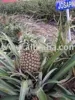 Malaysia Fresh Pineapple N36