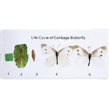 Cabbage Butterfly Of Life Cycle For Teaching - Buy Cabbage Butterfly