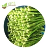 Good Quality Frozen Green Asparagus Cuts Organic IQF Green Asparagus with good price