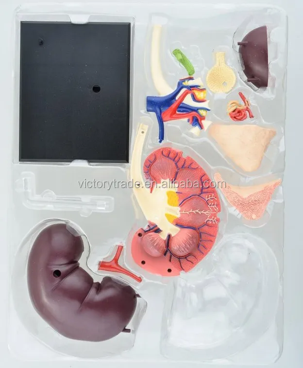 V-hm05 4d Master Human Plastic Kidney Anatomical Model - Buy Kidney ...