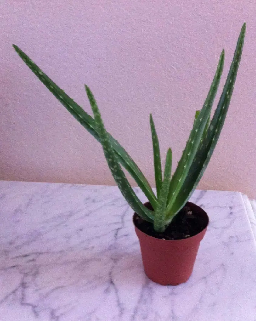 Cheap Aloe Plant Roots, find Aloe Plant Roots deals on