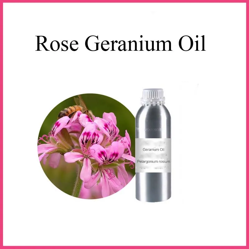 rose geranium essential oil for perfume