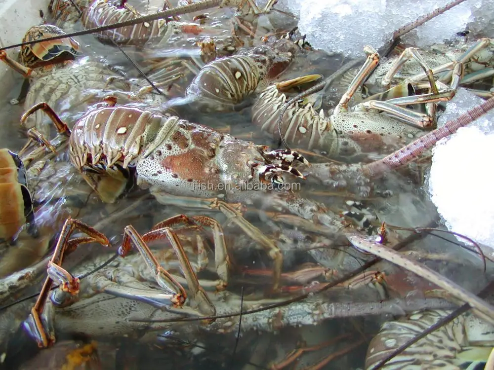 
Spiny Lobster 