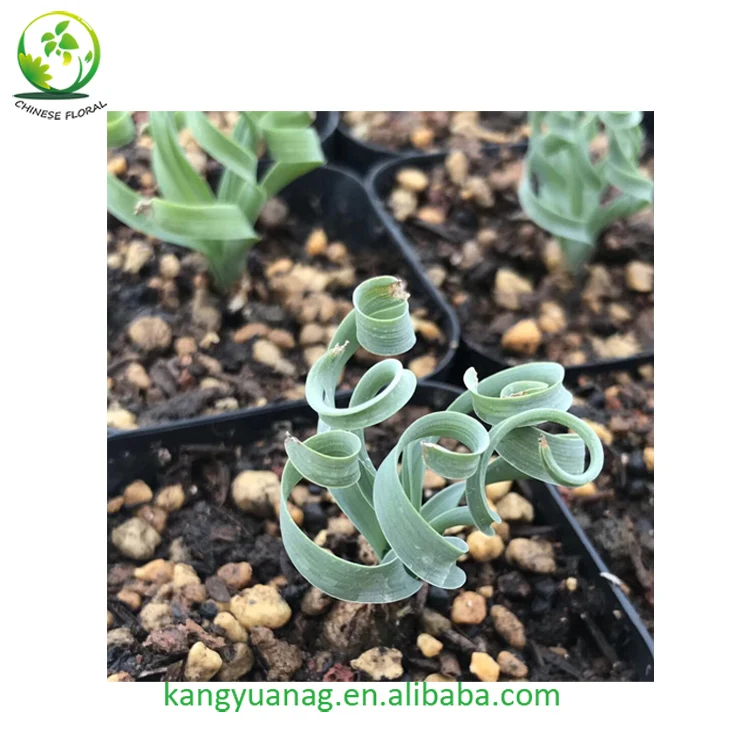 
Natural Rare Succulent Plant Albuca Concordiana with beautiful Curly leaves 